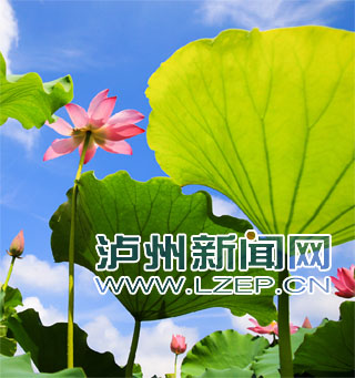 江阳区泰安街道咀阳村荷花 记者 牟科摄