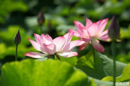 <b>泸州2016夏季赏荷花地图及线路攻略</b>