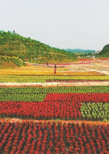 <b>自贡现代农业花卉主题公园 风景美如画(图)</b>