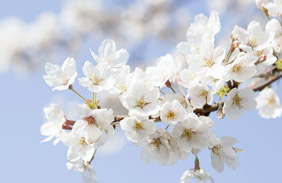 江阳区丹林镇：小伙返乡创业种樱花