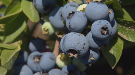 陈芳美：返乡创业谱写“蓝莓经”