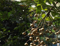 泸州张坝桂圆林