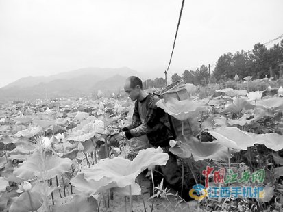 芦溪男子不当高管回乡当农民