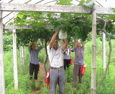 新邵陈家坊镇：种植大户杨平均 葡萄种出致富路