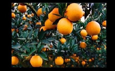 <b>重庆打造三百亿柑橘产业链</b>
