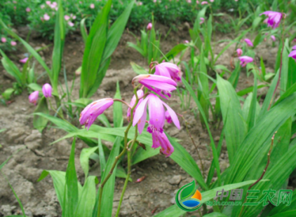 重庆农之福白芨重楼种植基地科学种植伴您致富