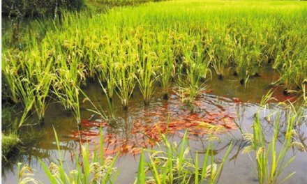 <b>浙江青田：稻鱼共生系统令联合国高官叹服</b>