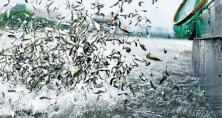 贵州黔东南州岑巩县水尾镇免费发放20万尾鱼苗助力精准扶贫
