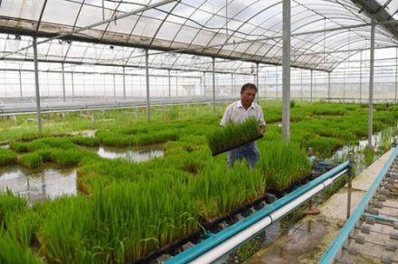 浙江：铺在农业大棚顶上的“发电站”