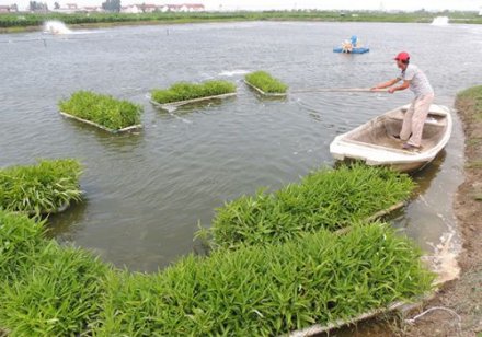虾塘生物浮床栽种空心菜在连云港试验成功