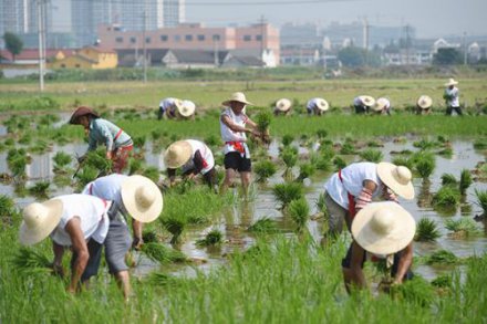 <b>浙江举办绍兴黄酒小镇开耕节活动</b>