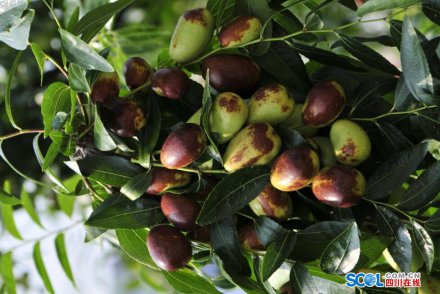 <b>这周五 到罗江品贵妃香枣</b>