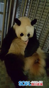今年成都首只旅居海外大熊猫幼仔顺利在西班牙诞生