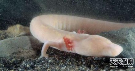 世界古怪生物：蝾螈似龙 存活100多年