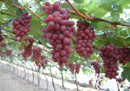 网传无籽葡萄靠打避孕药？专家：人用避孕药品 对植物根本无效