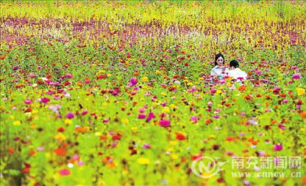 南充赏花好去处 近千亩格桑花、雏菊争相盛放