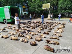 湖南截获“死亡动物车”塞满114只保护动物