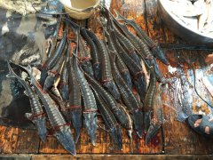 湖北逃逸鲟鱼现身扬州 专家称判断其影响或需数十年