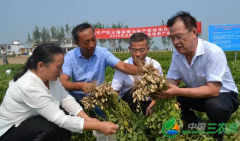 这花生究竟是怎么种的 平均亩产居然达到了414公斤