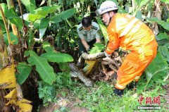 50斤蟒蛇闯入果园偷吃鸡 消防官兵徒手捕获