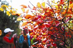 北京：红叶岭景区迎最佳观赏期 游客可体验AR游戏寻宝