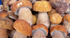 云南南华县野生菌交易突破5亿元