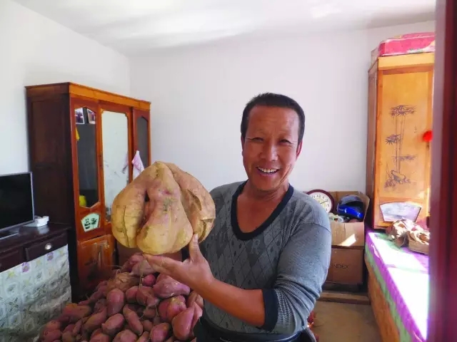 丹东一农民种出“重量级”地瓜