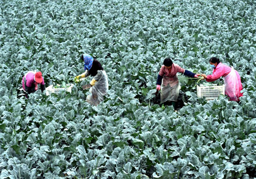 10月22日，大城县臧屯乡宋贾村的种植户在收获西兰花。