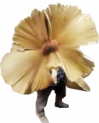 云南保山发现黄鸡枞菌 帽周长达1.1米 重3公斤多