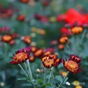 成都赏菊：不是花中偏爱菊，此花开尽更无花