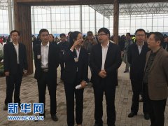 江苏盐城菊花博览园暨射阳21届洋马菊花节拉开帷幕