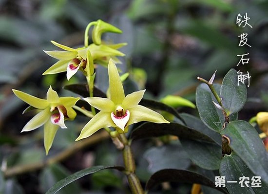 雅长铁皮石斛