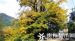 贵阳：千年银杏黄　观赏正当时