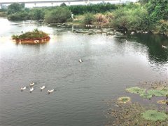 浙江衢州：“有机”革命，痛并快乐着