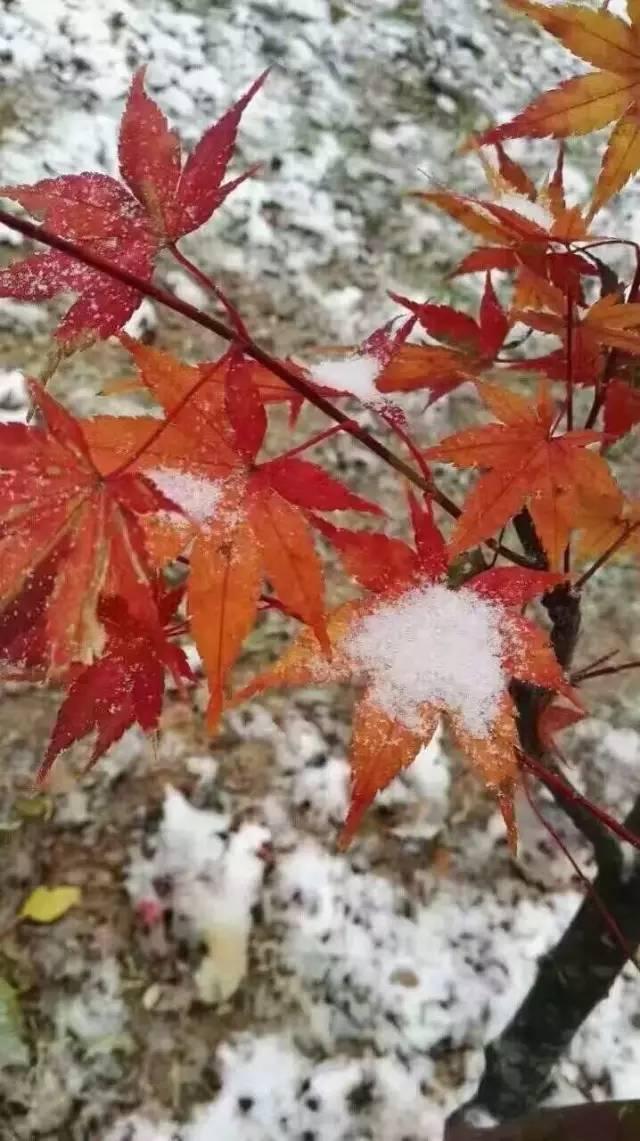 光雾山下雪了，美到无法呼吸！