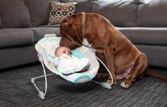 <b>美国夫妻让巨型斗牛犬照顾婴儿</b>