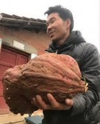 陕西勉县一农民挖出近15公斤重红薯 刷新纪录