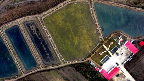 这是11月1日拍摄的黄龙县石堡镇店子河水产养殖基地，该基地辐射带动本村8户贫困家庭饲养大闸蟹120亩，每亩纯收入达8000元以上
