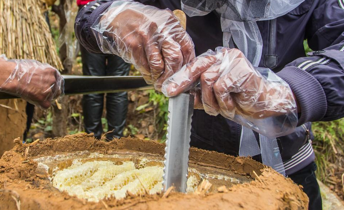 北京农民霜时节割蜜一公斤400元供不应求