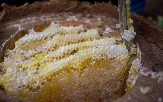 北京农民霜时节割蜜一公斤400元供不应求