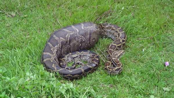 村民放羊遭遇“狂蟒之灾” 3年丢失上百只羊羔