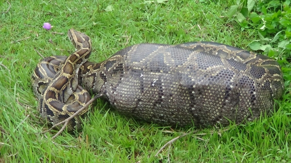 村民放羊遭遇“狂蟒之灾” 3年丢失上百只羊羔