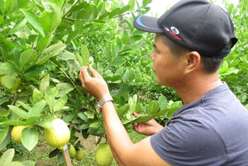 张家深在察看柠檬的生长情况