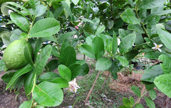 四季香水柠檬一年四季子孙满堂