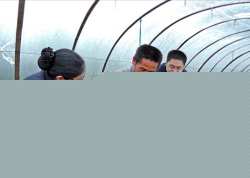 武义农商银行工作人员在梁邵来的果蔗种植基地调研