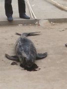 江苏省盐城一乡镇街头躺着一只死江豚