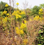 扬州围剿“一枝黄花”：成片疫情扑灭 还需加强防治