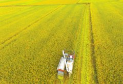 再创浙江水稻单产纪录 “甬优”超级稻是这样炼成的