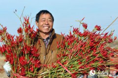 <b>新疆兵团：火红的辣椒拓宽农民致富路</b>