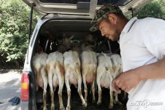 西安村民面包车拉羊进城 羊奶现挤现卖货真价实